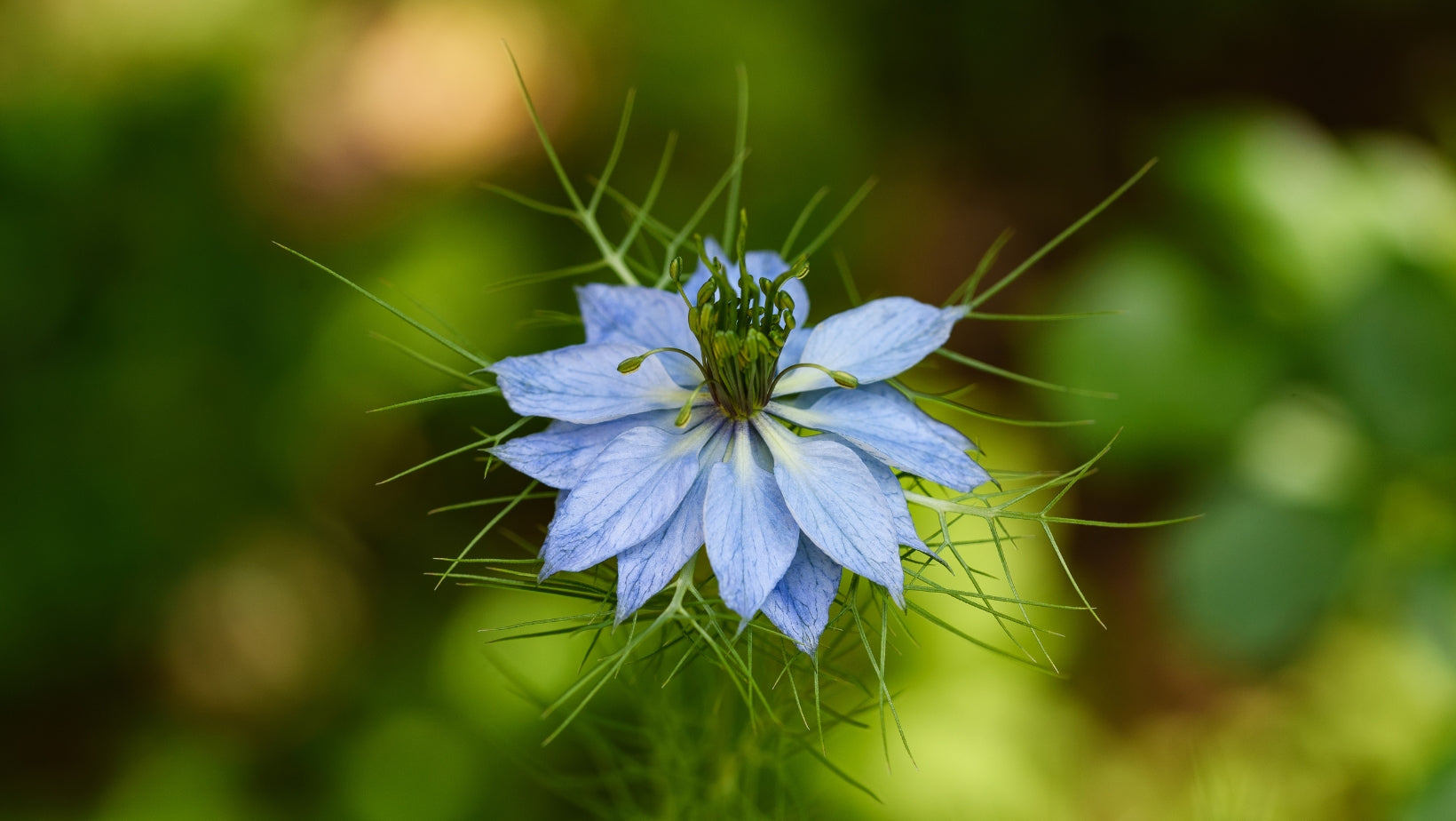 Les avantages de l'huile de cumin noir