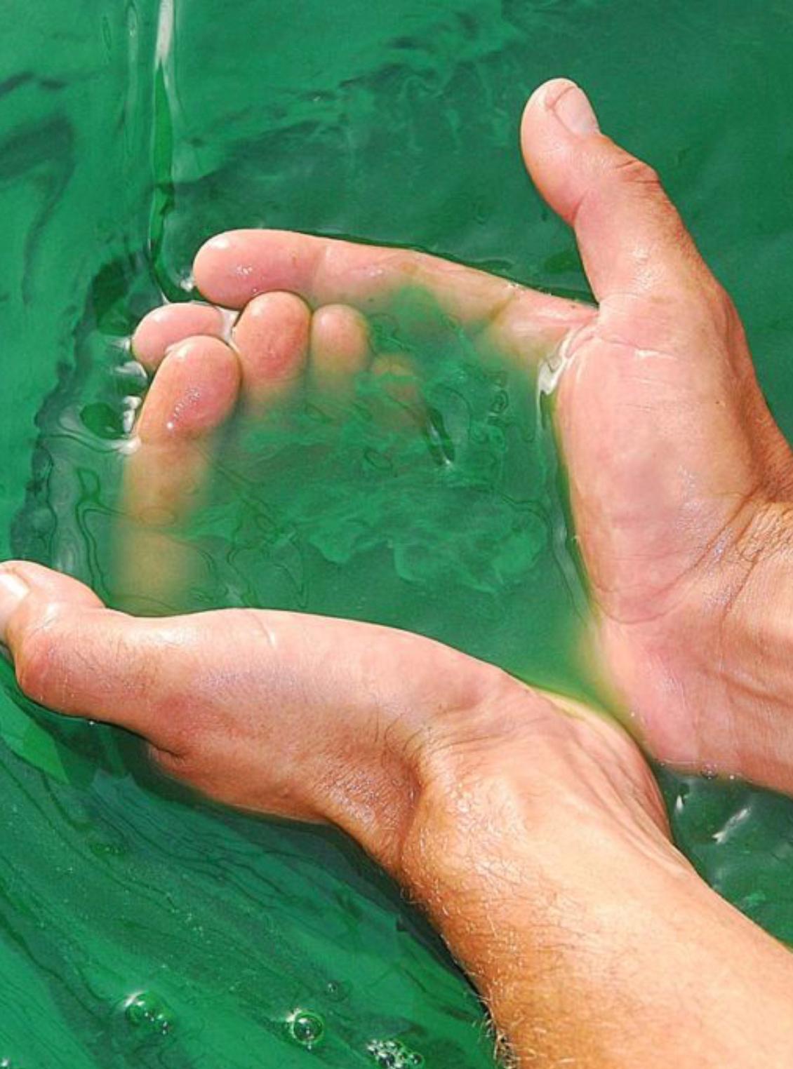 Bio- und natürliche Spirulina