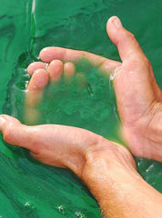 Bio- und natürliche Spirulina