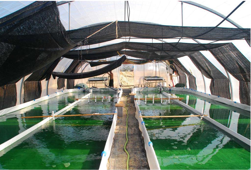 Bio- und natürliche Spirulina