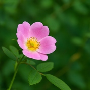 Crème Anti-Âge - Huile d’Argan - Rose Alpine Bio