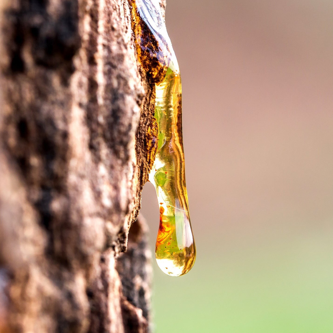 Bio-Copaiba-Öl