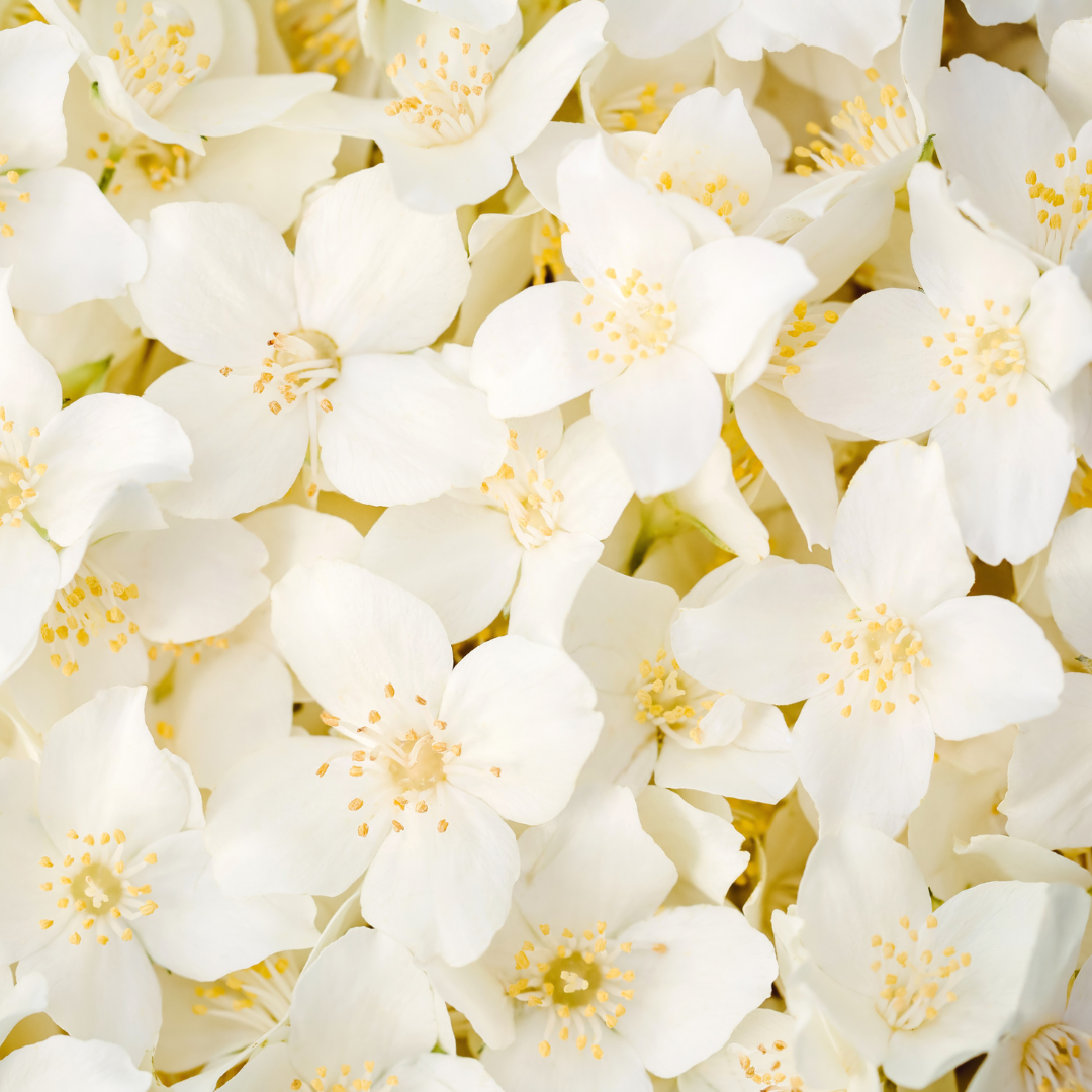 Chantilly Ultra Nourrissante - Jasmin Bio