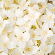 Chantilly Ultra Nourrissante - Jasmin Bio
