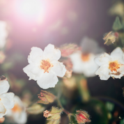 Sérum Anti-Âge Bio - Beauté Éternelle