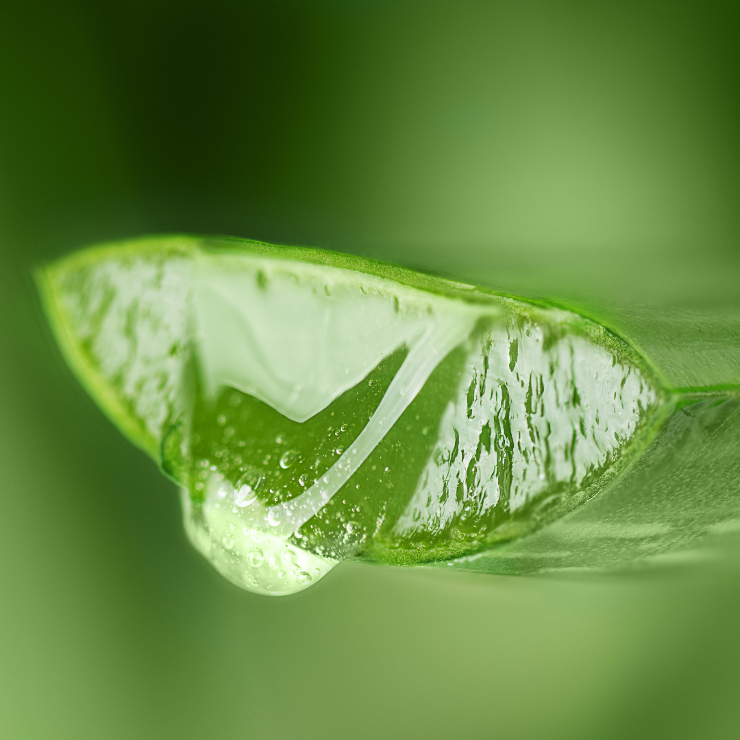 Gel Pur Aloe Vera Bio