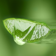 Gel Pur Aloe Vera Bio