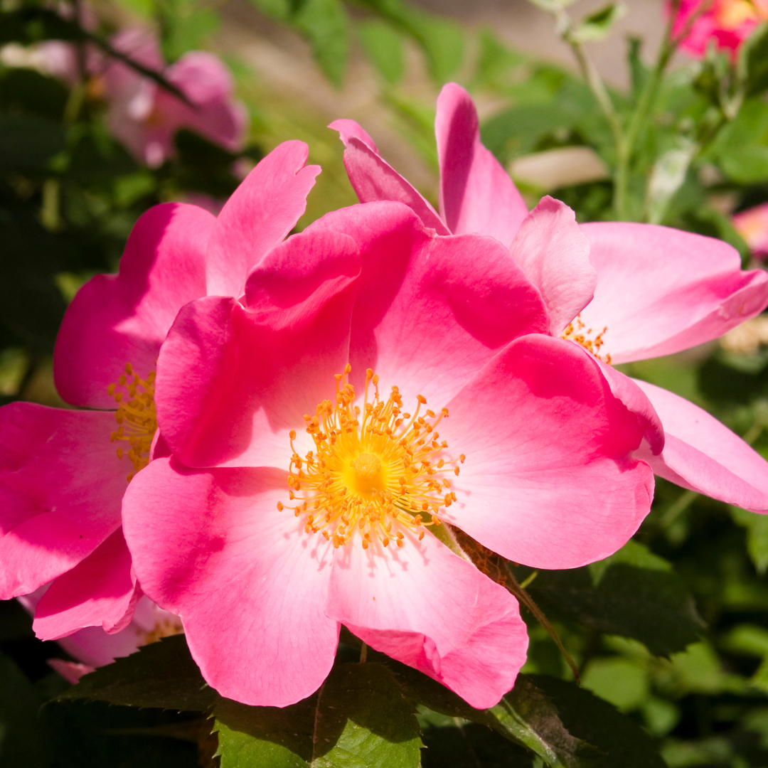 Gel Nettoyant Ultra-Doux - Rose Musquée Bio