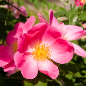 Gel Nettoyant Ultra-Doux - Rose Musquée Bio